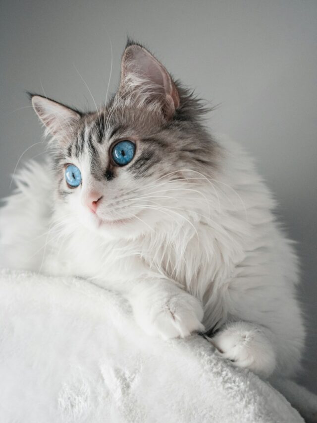 blue-eyed cat breeds, cats with blue eyes, feline blue eye colors, mesmerizing cat eyes, best blue-eyed cats, breeds with captivating eyes, cats with striking gaze, blue-eyed feline companions, cat eye colors, enchanting cat breeds,