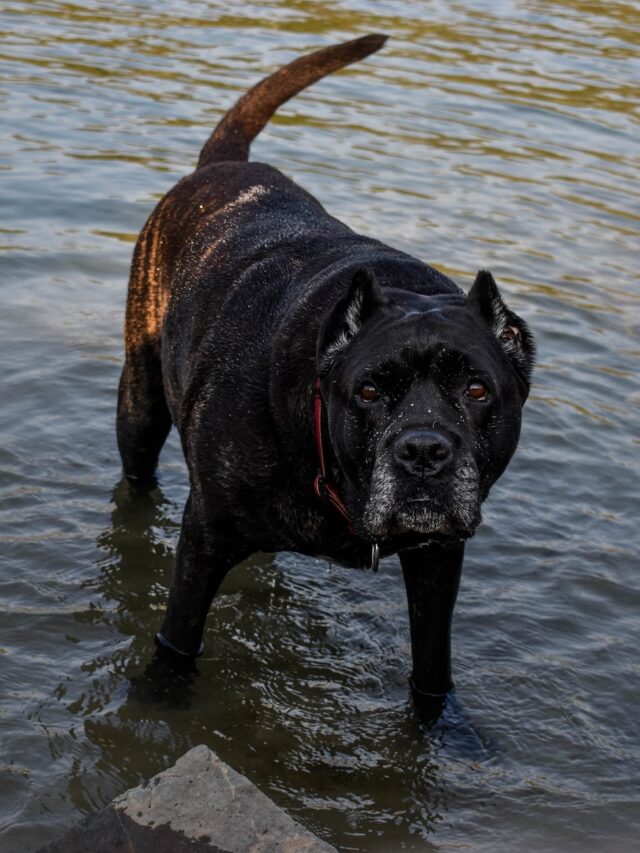 guard dogs, protection dogs, home protection dogs, security dogs, German Shepherd, Doberman Pinscher, Rottweiler, Bullmastiff, Giant Schnauzer, Belgian Malinois, Cane Corso, Boxer,