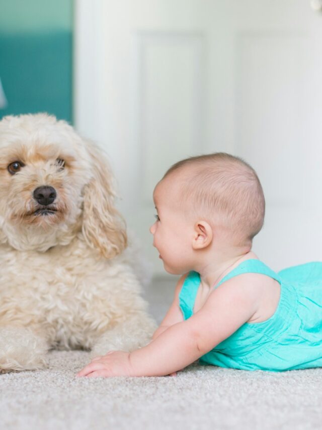 dog safety for kids, teaching kids about dogs, child dog interactions, kid dog tips, children dog rules ,