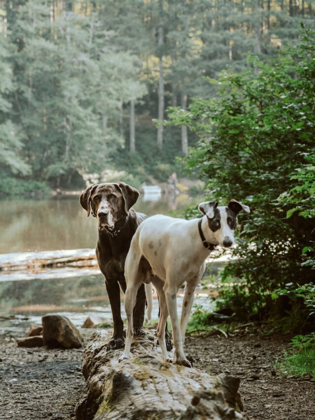 Dog Nests, Canine Behavior, Nesting Instinct, Pet Comfort, Dog Maternal Behavior, Scent Marking, Dog Anxiety Relief, Animal Survival Instinct,