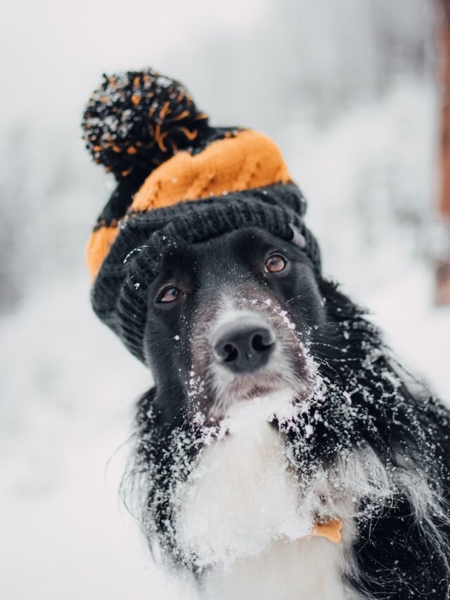 cold weather dogs, dogs in winter, dogs in snow, dogs in cold, freeze warning, dog care, dog health