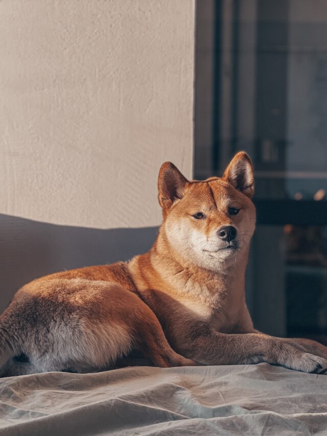 fox-like dogs, dogs that look like foxes, Shiba Inu, Akita Inu, Pomeranian, Samoyed, Hokkaido, Kishu Ken, Norwegian Elkhound, Finnish Spitz,