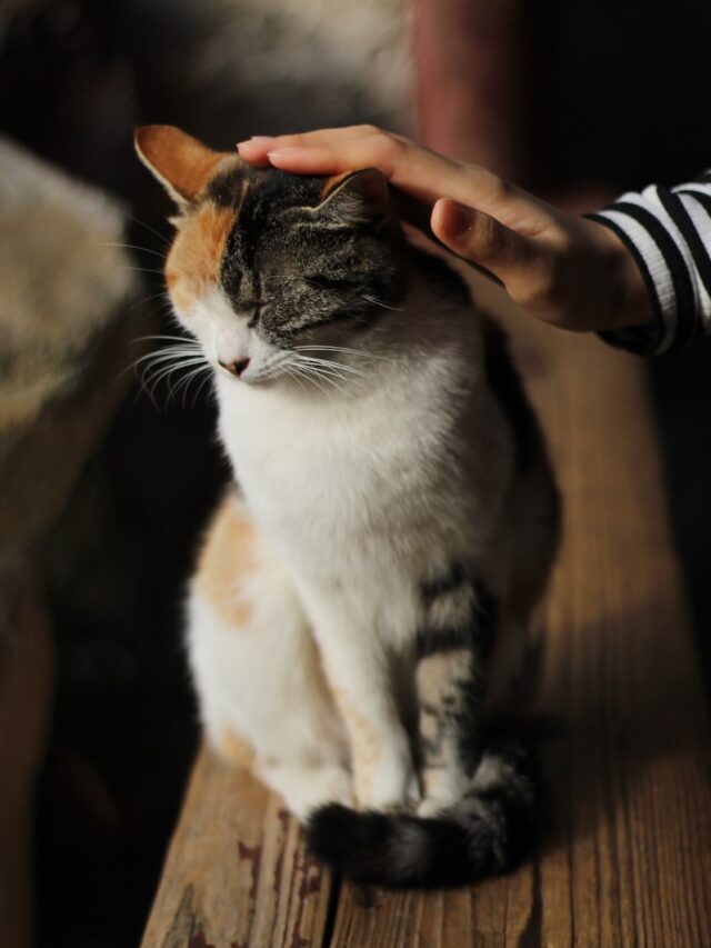 do cats like petting, best way to pet cats, where cats like petted, cat petting spots, cat overstimulation petting