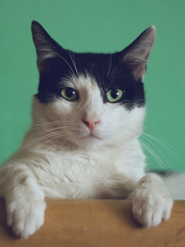 cats attracted to laptops, cats sit on laptops, cats love laptops, why cats want laptops, cats sleep laptops, stop cat laptop jumping, cat laptop keyboard, cat laptop habits