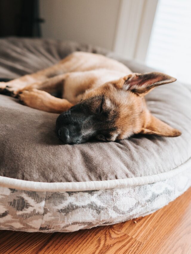 how long do dogs sleep, dog sleep hours, dog sleep per day, puppy sleep hours, old dog sleep hours,