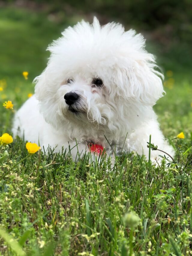 curly haired dog breeds, curled coat dogs, curly dogs, bichon frise, cockapoo, portuguese water dog, irish water spaniel, poodle, lagotto romagnolo, irish wolfhound