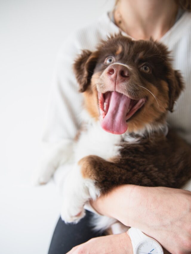 dog rolling, scent masking, territorial marking, itching relief, self-grooming, cooling off, sensory delight, excessive rolling, canine quirks, human-canine bond, canine nature, continuous learning,