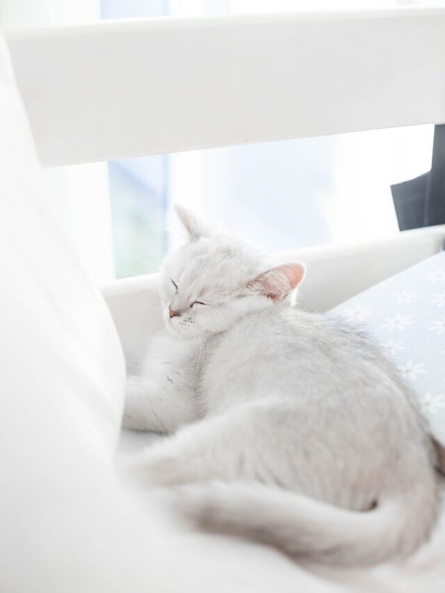 white cat facts, white cat fun facts, white cat info, white cat details, white cat trivia, white cat knowledge, white cat tidbits,