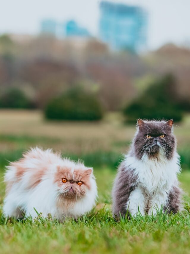 Persian cats, Cat breeds, Cat grooming, Pet health, Feline companions, Playful cats, Elegant felines, Adopt a cat, Cat adoption, Pet care,