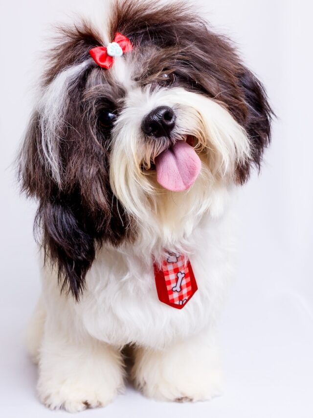 shih tzu health, shih tzu health problems, shih tzu issues, shih tzu dogs problems, shih tzu common illnesses, shih tzu hereditary conditions, shih tzu genetic disorders