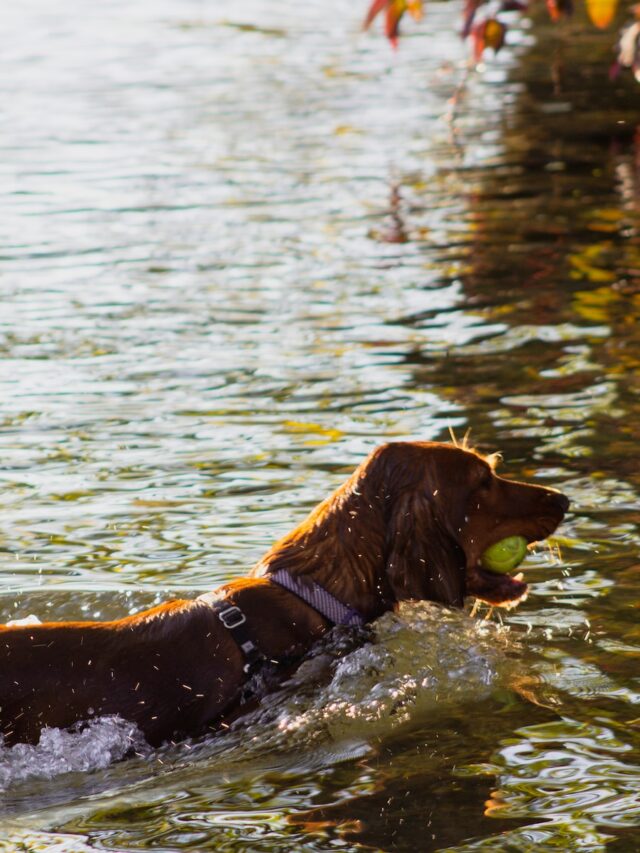 dog swimming, canine water activities, pet water safety, swimming lessons, water confidence, dog-friendly floatation devices, aquatic bonding,