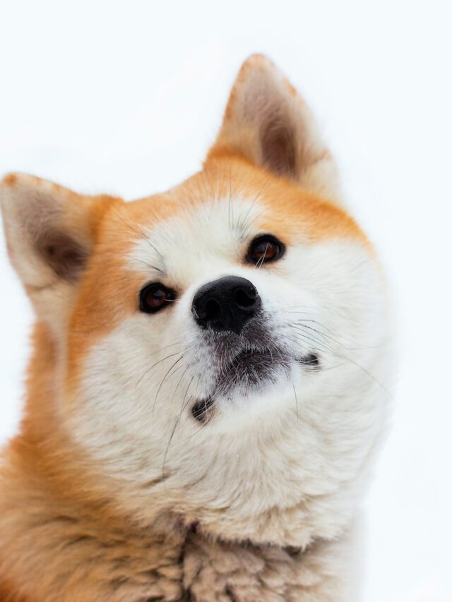 japanese dog breeds, dogs from japan, akita, shiba inu, tosa, kishu ken, hokkaido dog, kai ken, shikoku inu