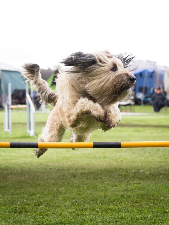 dog jumping on people, stop dog jumping, dog jumps on guests, training dog not to jump, preventing dog jumping, greeting without jumping