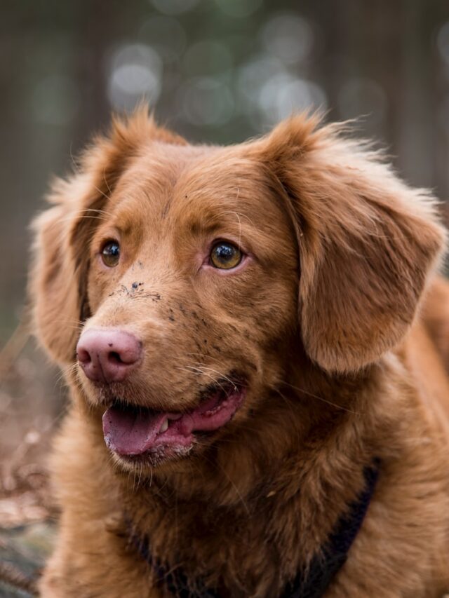 Dog Behavior, Wall-Staring, Canine Curiosity, Pet Health, Sensory Perception, Visual Stimulation, Dog Reflections, Animal Anxiety, Boredom in Dogs,