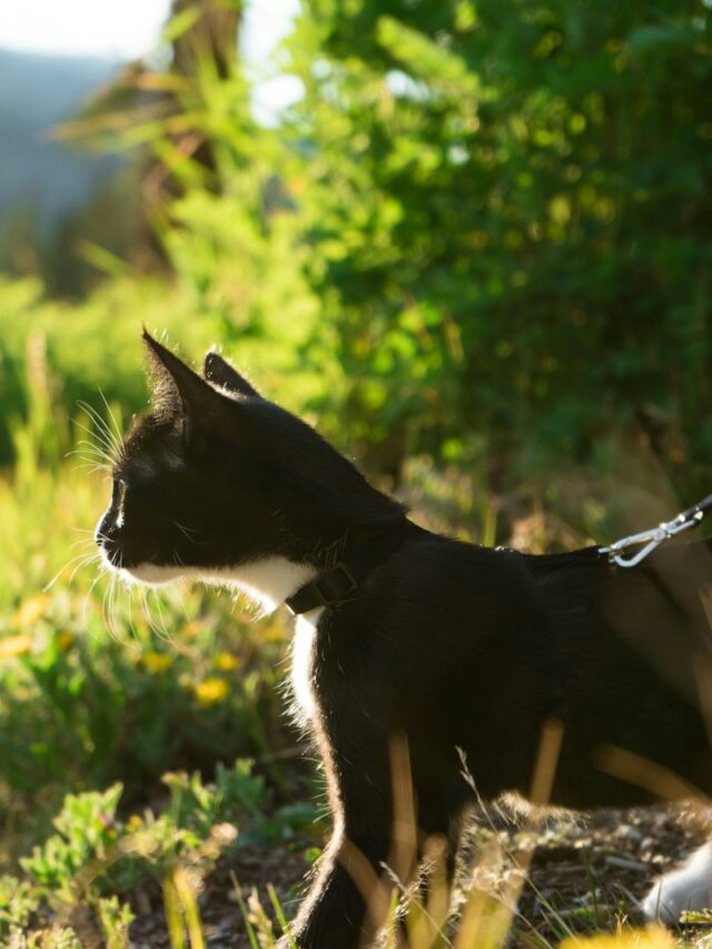 cat leash training, leash training basics, positive reinforcement, cat behavior, outdoor exploration, cat harness, feline friend, pet training, cat care, consistent practice,