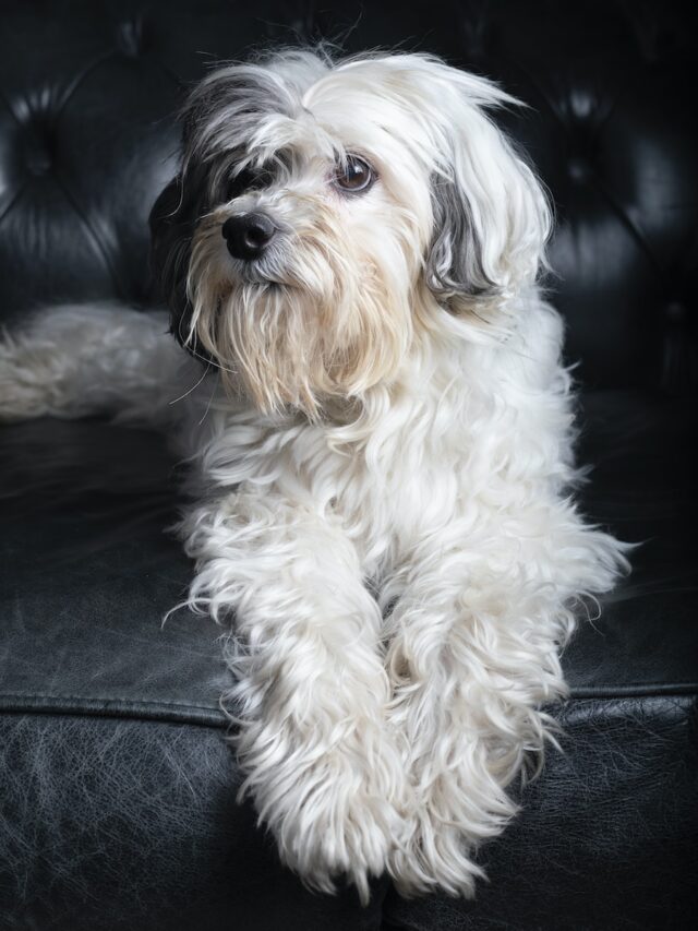 long haired dog breeds, yorkie, yorkshire terrier, afghan hound, maltese, shih tzu, lhasa apso, havanese, lowchen,