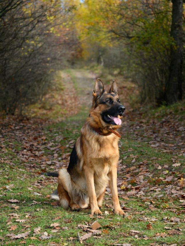 german shepherd dogs, german shepherd facts, shepherd dogs, german shepherd history, police dogs