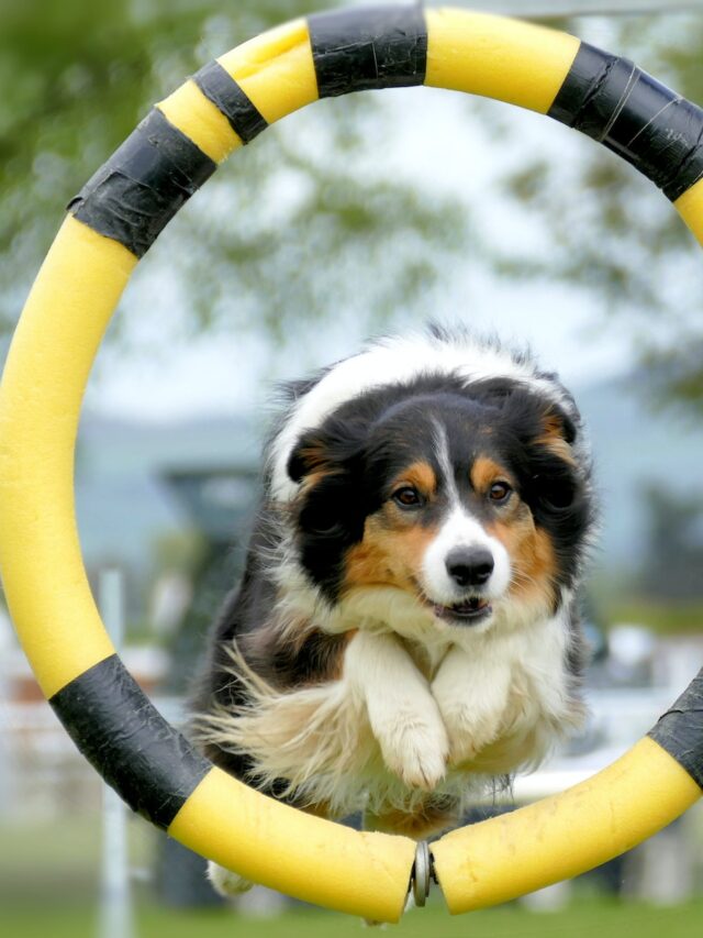 Dog agility, dog agility training, dog agility sport, dog agility benefits, how to get started with dog agility, dog agility equipment, dog agility techniques, common agility obstacles, dog agility confidence,