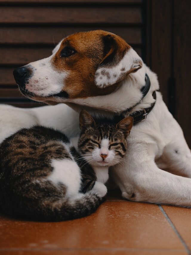 cat breeds, cats and dogs, feline companions, harmonious pet living, cat breeds for multi-pet homes, cat and dog friendships, sociable cats, best cats for dogs, pets that get along, inter-species friendship,