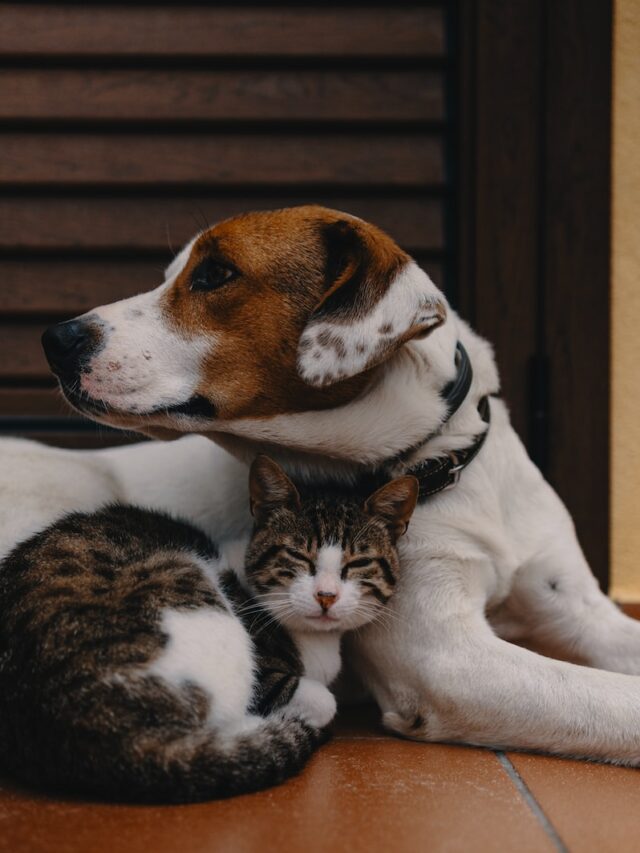 dogs better than cats reasons, dogs better pets than cats, dogs superior to cats, dogs vs cats pros cons, dog people vs cat people