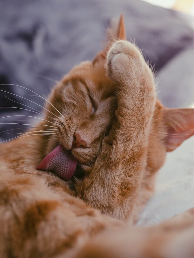 cat licking, why cats lick, cat licking meaning, cat licking behavior