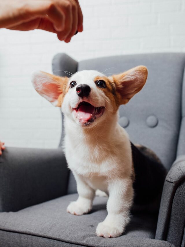 Pembroke Welsh Corgi, dog breed, characteristics, care, training, temperament, health, ideal living conditions, charming, intelligent, top breed,