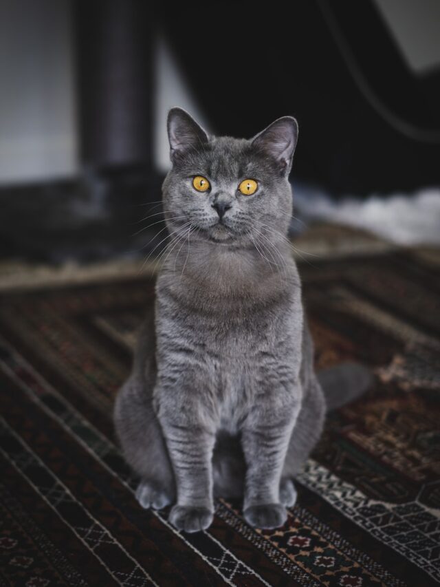 British Shorthair, Cats, Top, Best, Charismatic, Robust, Affectionate, Adaptable, Elegant, Playful, Low-Maintenance, Companionship, Cat Lovers, Family, Pet, Traits, Characteristics, Adaptability,