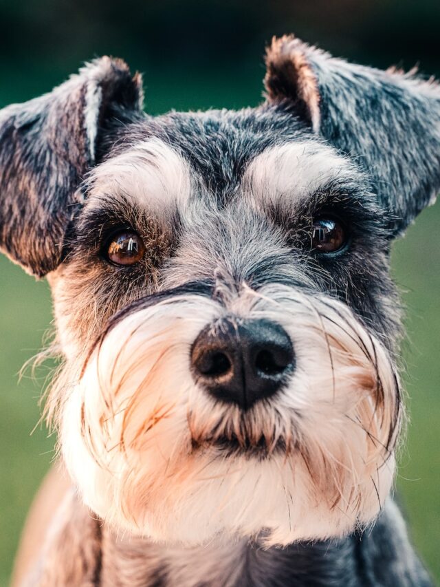 schnauzer, schnauzer facts, schnauzer history, miniature schnauzer, giant schnauzer, schnauzer grooming, schnauzer talents