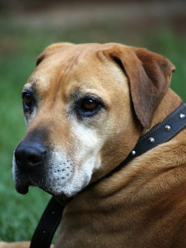 calming dog, calming anxious dog, relaxing dog, excited dog, dog anxiety relief