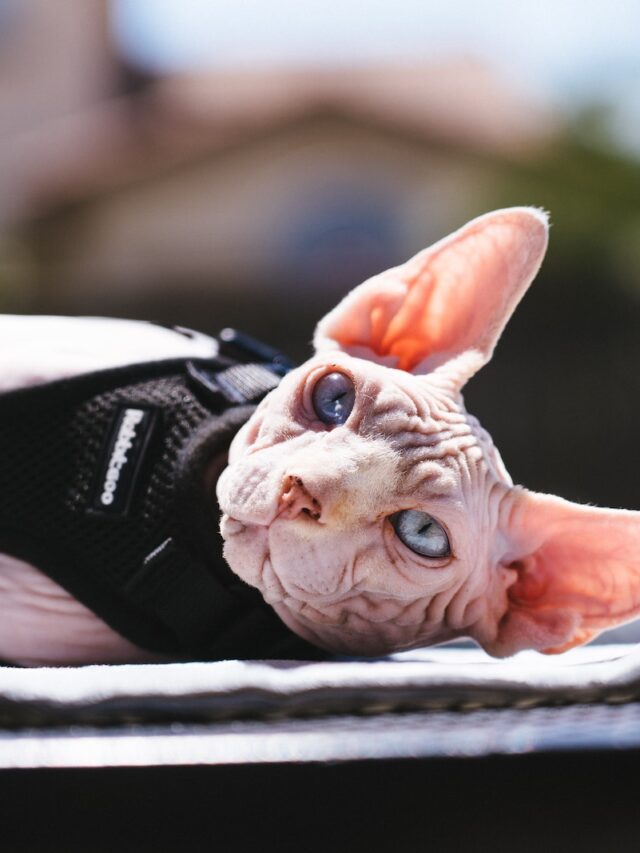 weird cat breeds, strange cats, unusual cat breeds, sphynx cat, lykoi cat, minskin cat, dwelf cat, american curl, lambkin cat, skookum cat