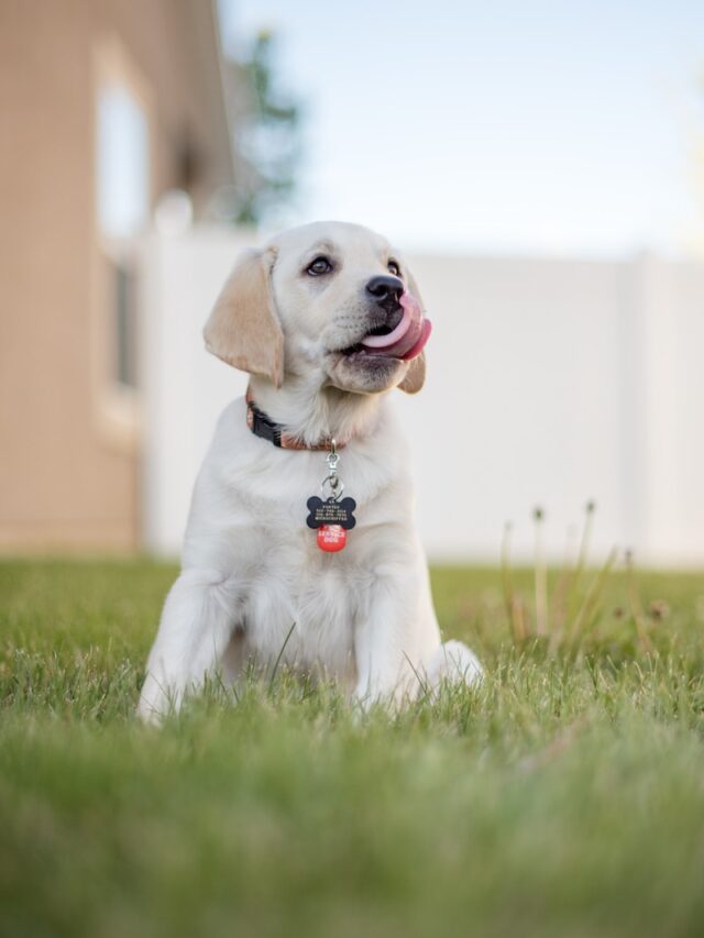 dogs licking air, dog licking air, why dogs lick air, dog air licking reasons, dog strange behaviors ,