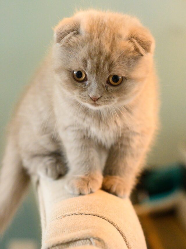 cat memory span, cat remembers past owners, cat forgets negative experience, cat learns name, cat facial recognition