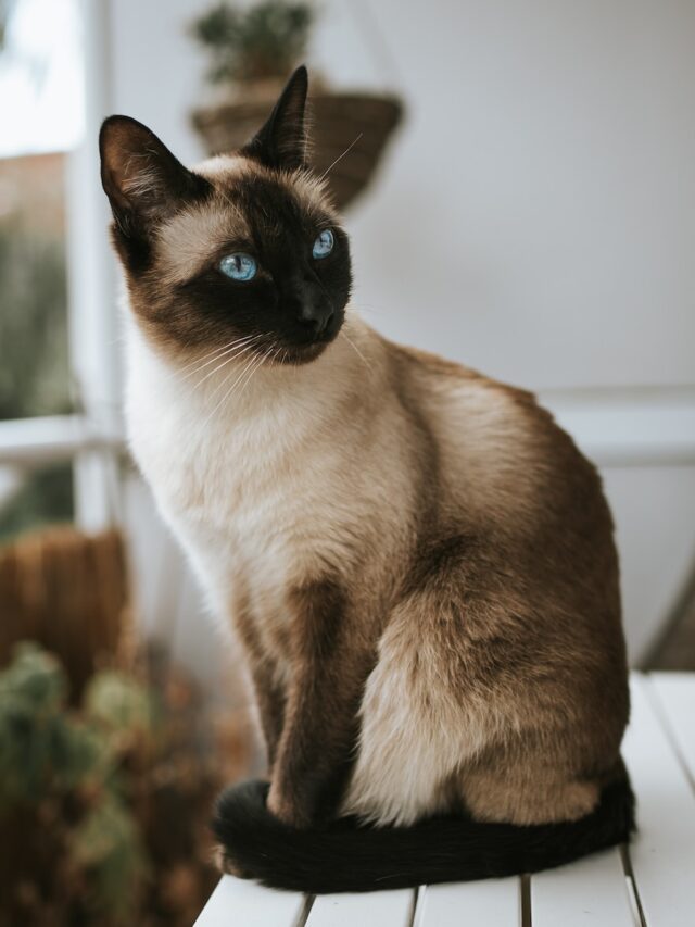 Siamese cat