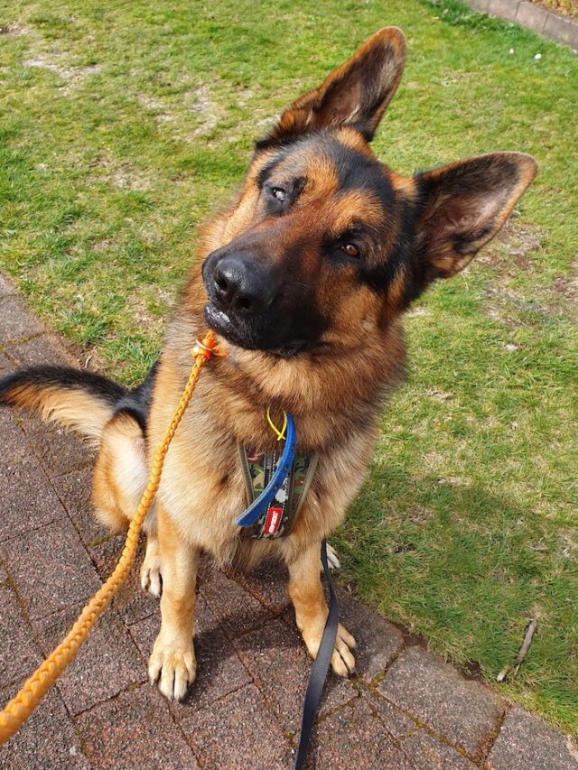 why dogs tilt heads, dog head tilt reason, dog head tilt meaning, dog head tilt hearing, dog head tilt confusion, dog head tilt curiosity, dog head tilt mimicry