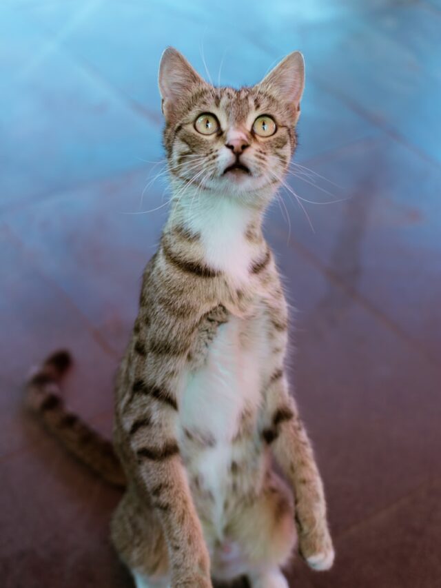 cats, standing on two legs, feline behavior, cat curiosity, cat communication, cat habits, cat tricks, cute cats, funny cat poses, cat body language