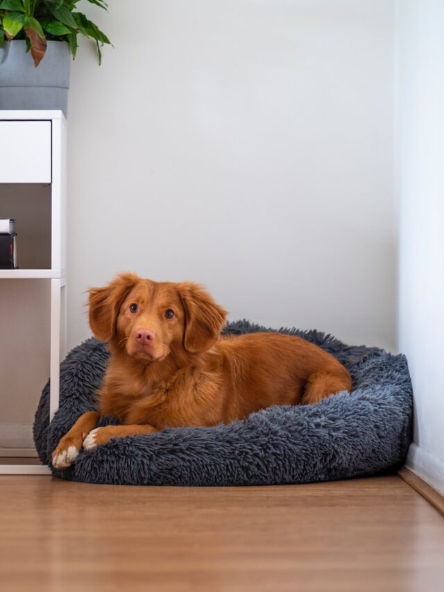 best cooling dog beds, cooling dog bed reviews, cooling orthopedic dog beds, elevated cooling dog beds, cooling cave dog beds,