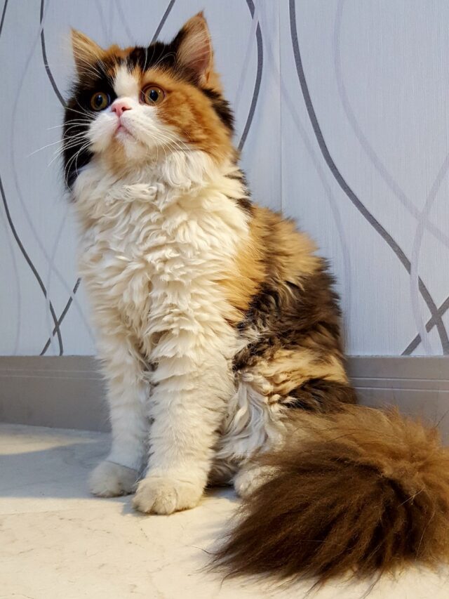 Persian cats, cat breeds, exquisite felines, affectionate companions, playful cats, intelligent pets, adaptable breeds, social charm, cat health care, pet ownership,