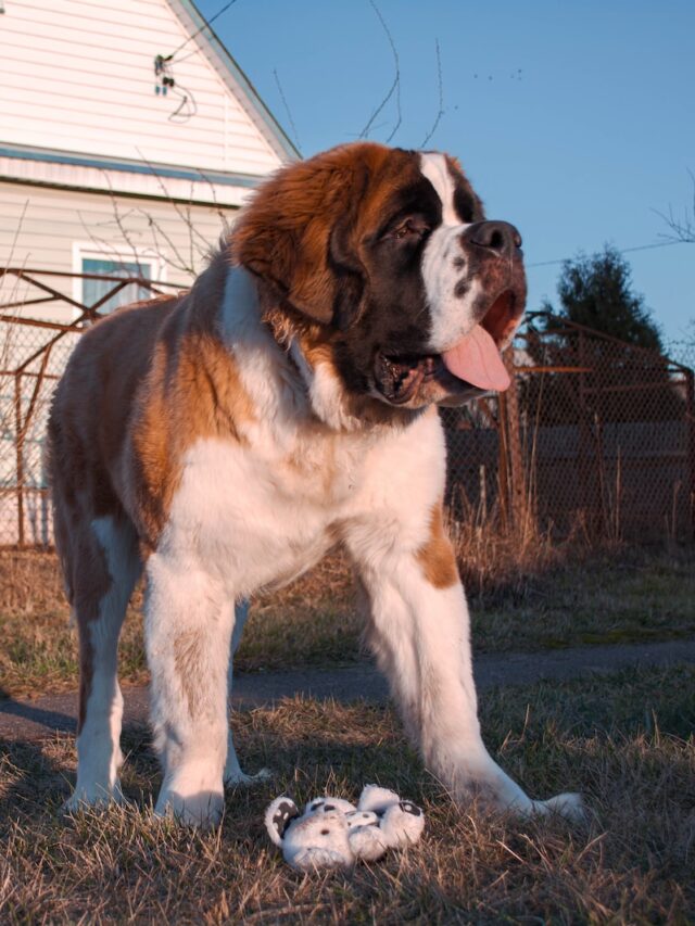 saint bernard, saint bernard dog, saint bernard facts, giant dogs, large dogs, dog breeds,