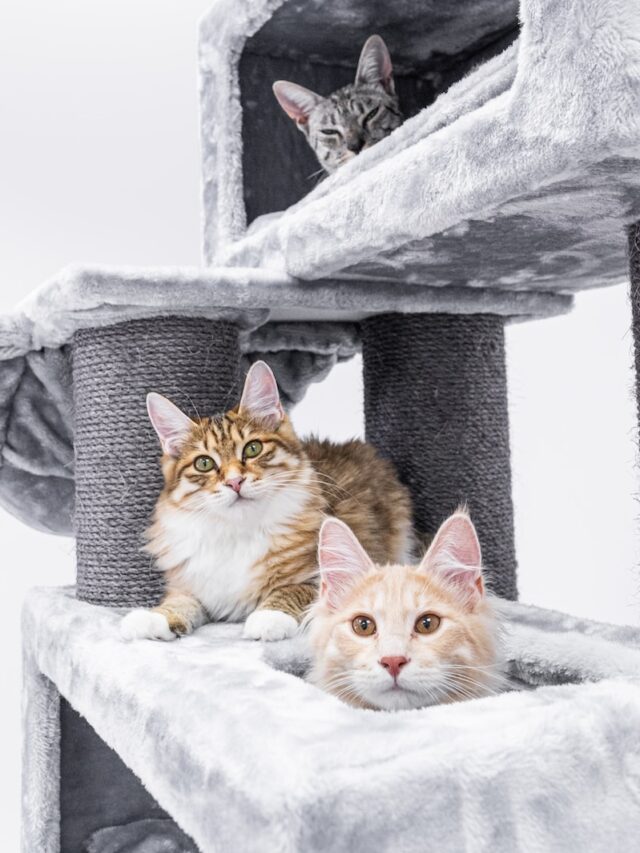 cheap cats to buy, low maintenance cats, cats that don’t cost much, affordable pet cats, cats with low vet bills, budget friendly cats, easy care cats, cats for first time owners, cats for families,