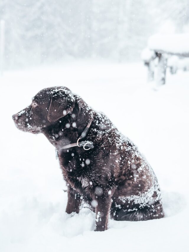 cold weather, dog care, pet health, winter tips, canine attire, shelter ideas, veterinary guidance, insulation, outdoor safety, winter activities,