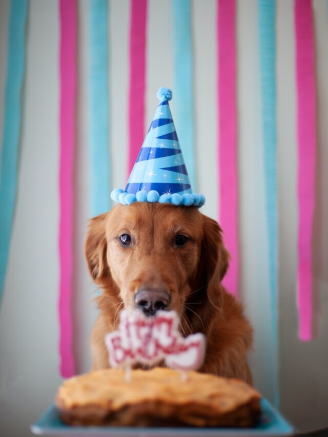 dog birthday, dog birthday ideas, celebrate dog birthday, dog birthday party, puppy birthday