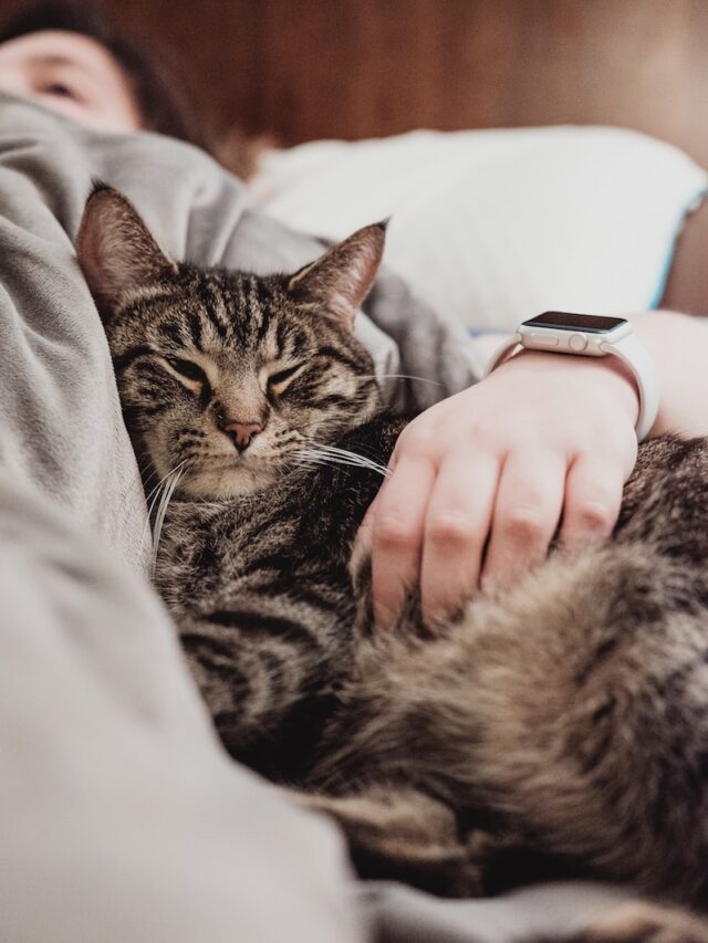 cat kneading meaning, cat kneading reasons, cat making biscuits, cat happy feet, cat knead blanket, cat knead owner, stop cat kneading, cat kneading bed