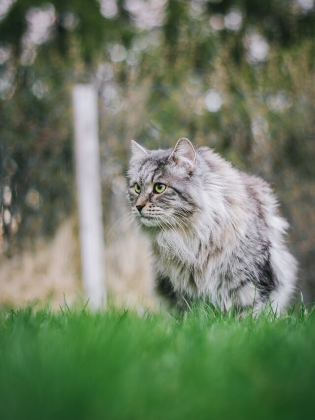 long haired cats, fluffy cats, persian cats, ragdoll cats, maine coon cats, norwegian forest cats, long fur cats,