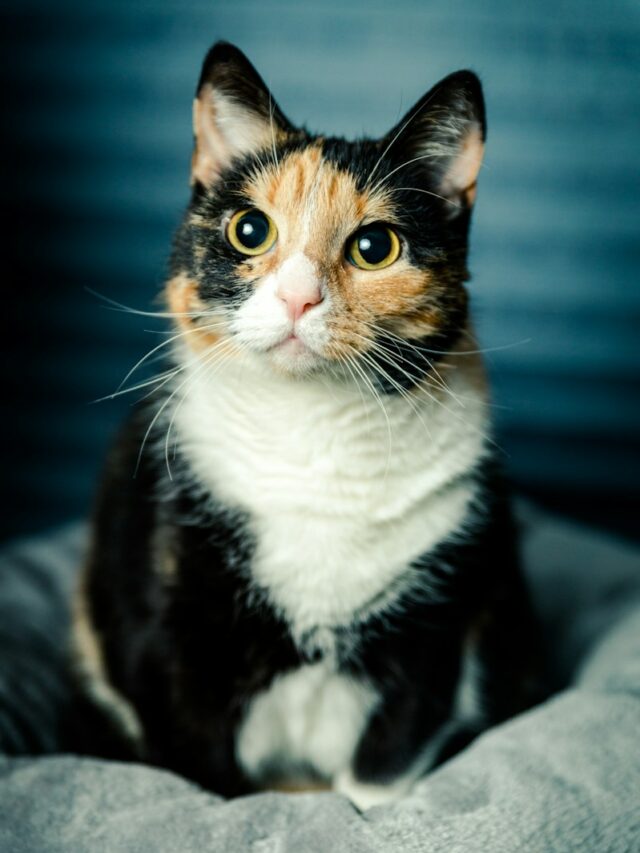 Calico cat, Calico breed, Cat characteristics, Cat care, Top cat breeds, Calico cat care, Best cat breeds, Feline care, Cat personality, Pet care tips,