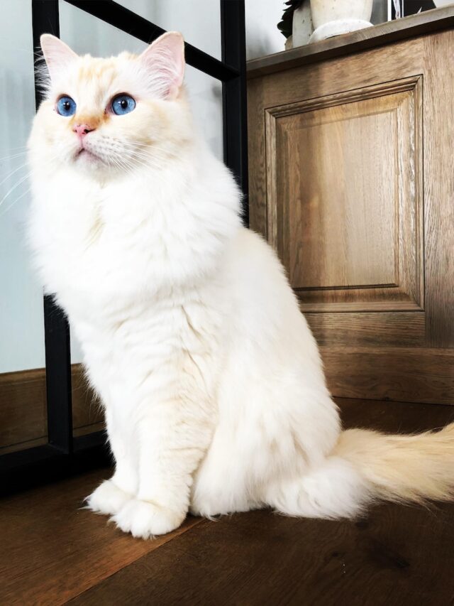 cutest cat breeds, cute kitties, cute cats, cutest kitten breeds, ragdoll, scottish fold, persian cat, sphynx cat, british shorthair, munchkin cat, norwegian forest cat