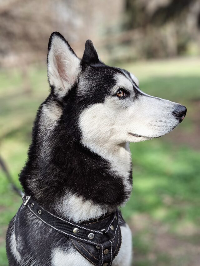 dogs that look like wolves, wolf dog mix, wolf hybrid dogs, husky, malamute, czechoslovakian wolfdog, saarloos wolfdog, uralian bear dog, tamaskan dog, northern inuit dog