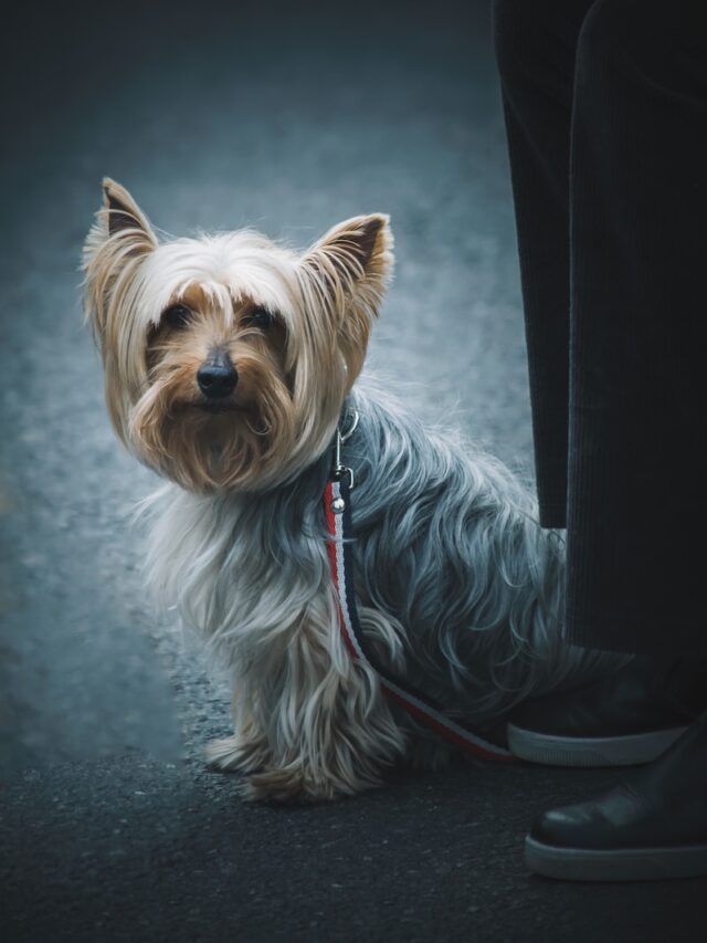 cairn terrier facts, cairn terrier history, cairn terrier origin, cairn terrier temperament, cairn terrier size, cairn terrier toto