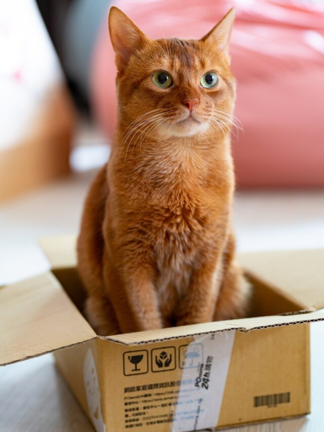 why cats like boxes, cat box behavior, cat in box reason, cat box comfort, cats and boxes weird,