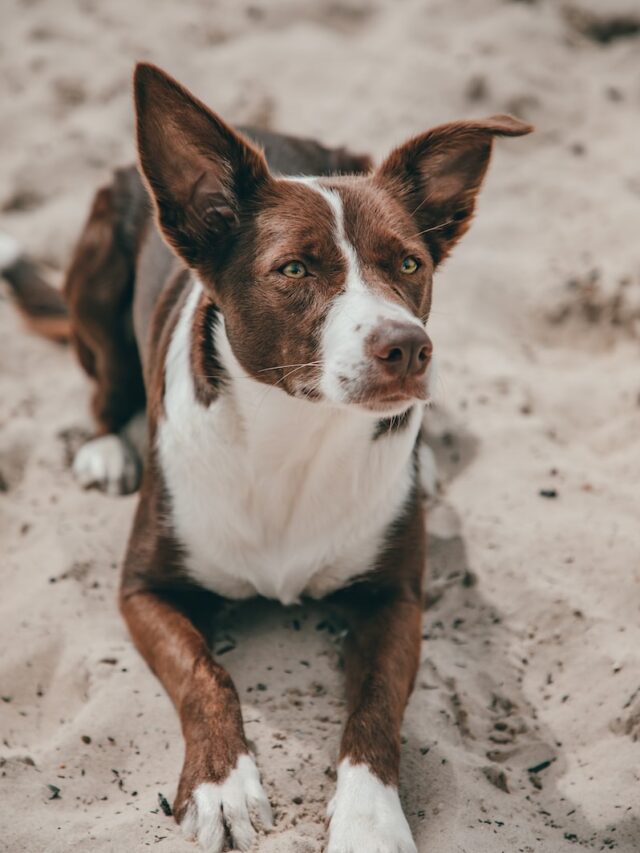 australian dog breeds, australian dogs, working dogs, kelpies, cattle dog, australian shepherd, australian terrier, australian stumpy tail cattle dog, silky terrier