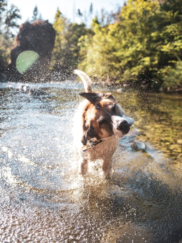 best dogs for swimming, labrador retriever, golden retriever, chesapeake bay retriever, english springer spaniel, nova scotia duck tolling retriever, portuguese water dog, newfoundland, standard poodle,